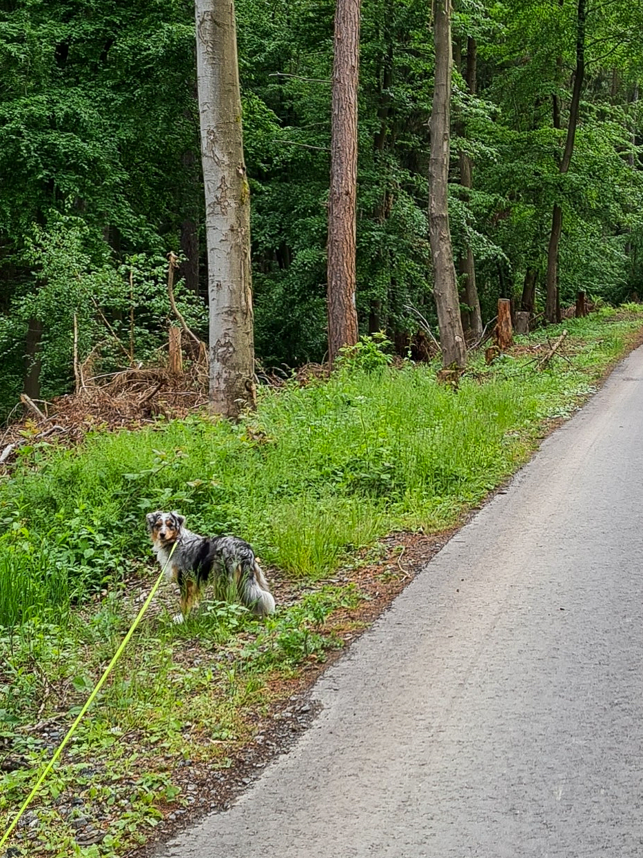 Spaziergang im Harz bei Goslar