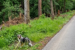 Spaziergang im Harz bei Goslar