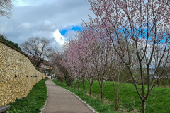 Mandelblüte in der Pfalz in Großkarlbach