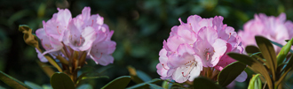 Kurztripp: Hobbie Rhododendronpark in Westerstede