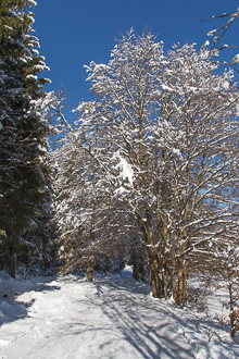 Winterwandern im Harz